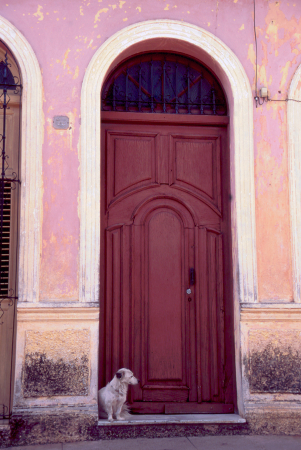 Cute Dog in Doorway 2