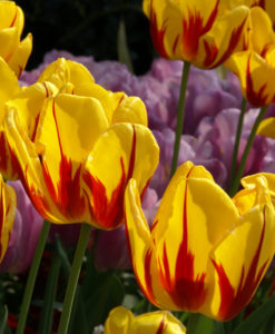 Regents Park Flowers