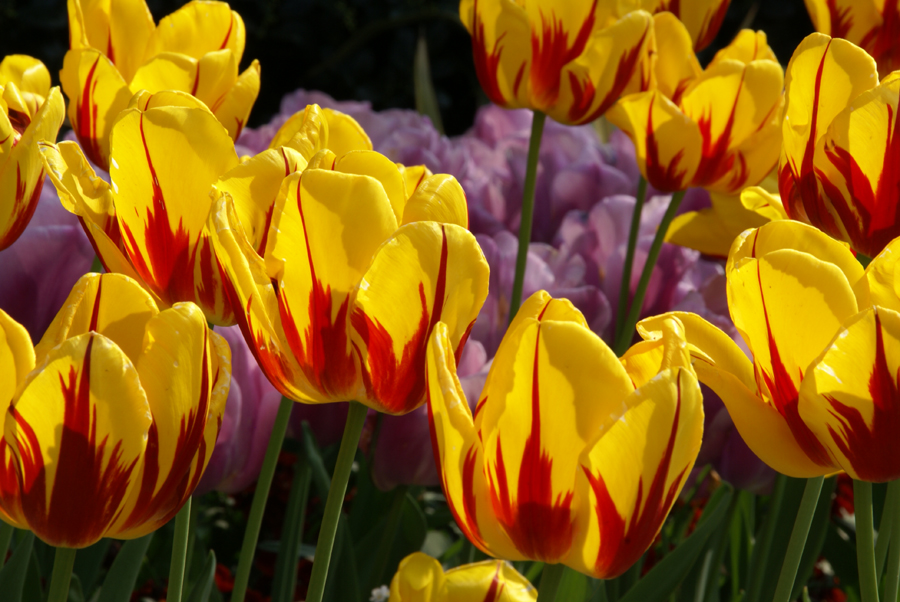 Regents Park Flowers