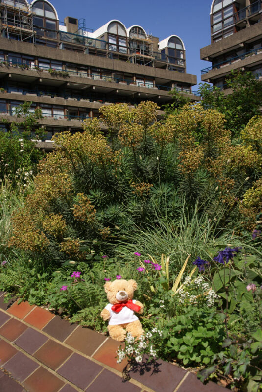 Basil in the Barbican gardens, London